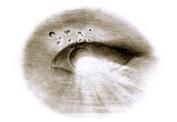 Blatt-08.jpg
