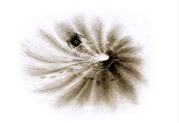 Blatt-08.jpg